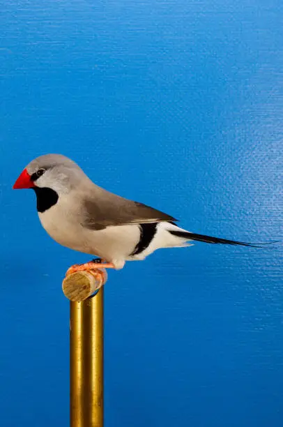 Long-tailed finch in a photo box with blue background. Is well suited for cutting out.