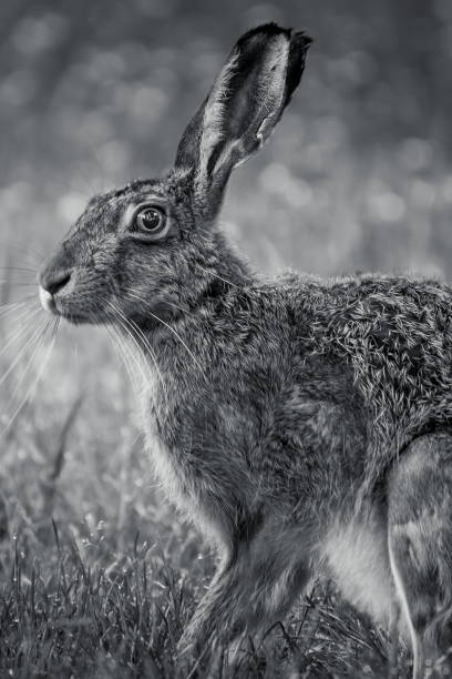 istock Vertical shot of a rabbit among the grass in grayscale 1455451409