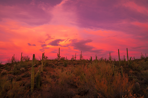 A mesmerizing shot of the pink sunset sky over the cactus plants growing in a desert