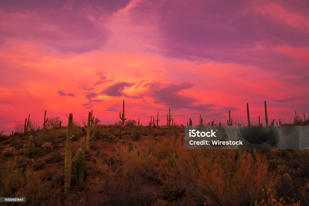 Mesmerizing shot of the pink sunset sky over the cactus plants growing in a desert A mesmerizing shot of the pink sunset sky over the cactus plants growing in a desert Sunset Stock Photo