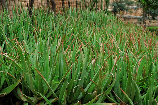 Plantation of medicinal Aloe Vera plants growing in city park or farm. Aloe vera is useful plant for skin and hair care, used in cosmetics and alternative medicine. Bush with green spiny leaves.