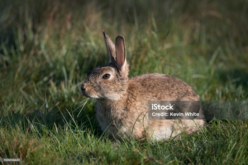 Wild rabbit chewing grass Wild rabbit happily sitting in the sunshine chewing grass Rabbit - Animal Stock Photo