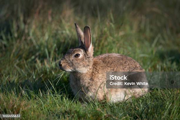 Wild Rabbit Chewing Grass Stock Photo - Download Image Now - Rabbit - Animal, Uncultivated, Animal