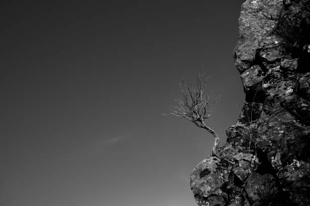A scenic view of a dried tree in a cliff shot in grayscale