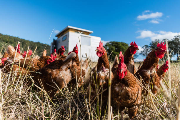 istock Group of hens outdoors in a farm 1455456010