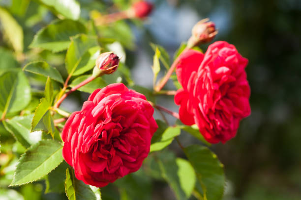 istock Scarlet roses on a sunny dau, macro photo 1455456088