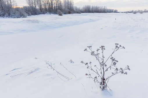 Winter landscape with frozen plants in a snowdrift, close up photo with selective soft focus