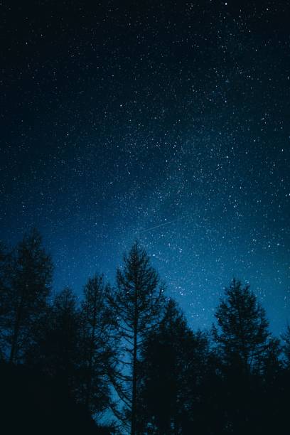 istock Silhouette of dense trees in background of starry sky 1455457461