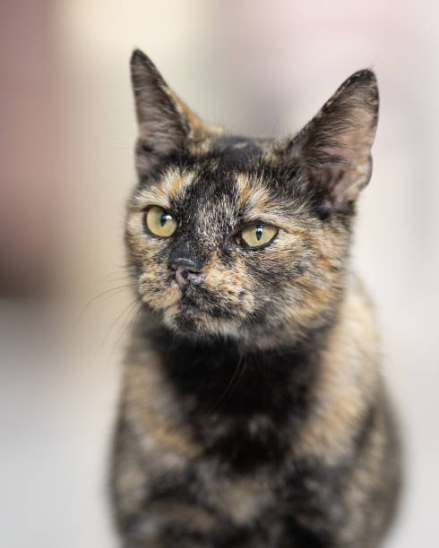 istock Brown and black cat on a blurred background 1455457727