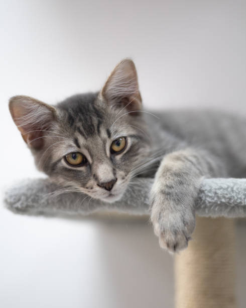 istock Cute gray cat lying on its chair at home 1455457734