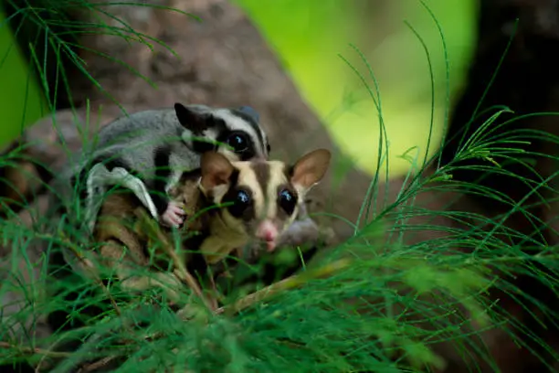 Sugar glider hiding behind the leaves of a tree with her child in her arms. this animal feels like looking for a safe area. The Petaurus breviceps is a small, omnivorous, arboreal, and nocturnal.