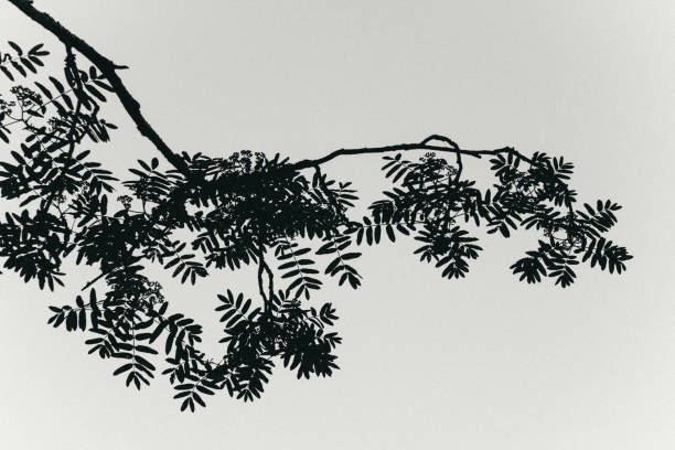 istock Photo of Rowan branch 1455458680