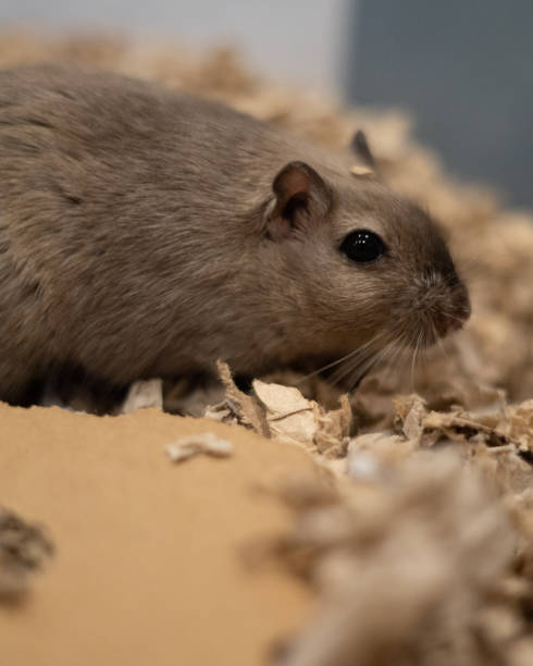 istock Cute small gerbil in the sawdust in its cage 1455458782