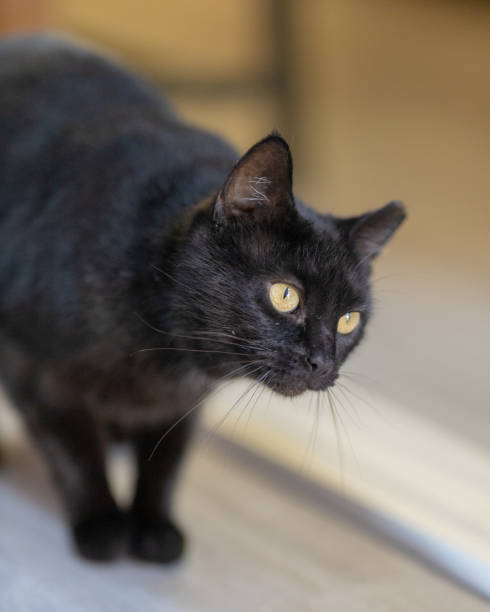 istock Black cat walking in a bedroom at home 1455460156
