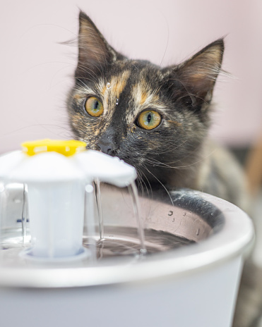 A cute black cat with brown spots drinking water from special equipment at home