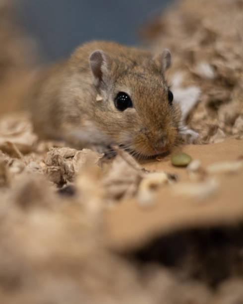 istock Cute small gerbil in the sawdust in its cage 1455460251