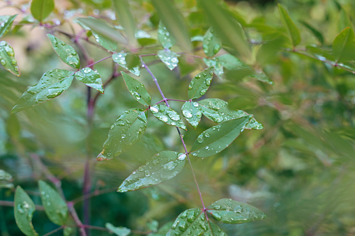 Leaves with raindrops in rainy season