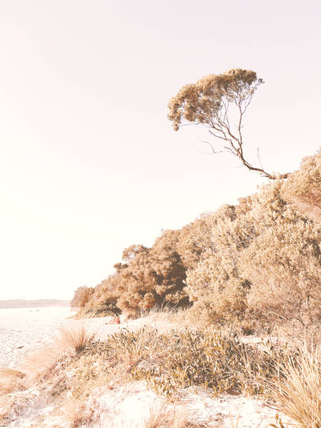 Jervis Bay Coastal Scrub Forest