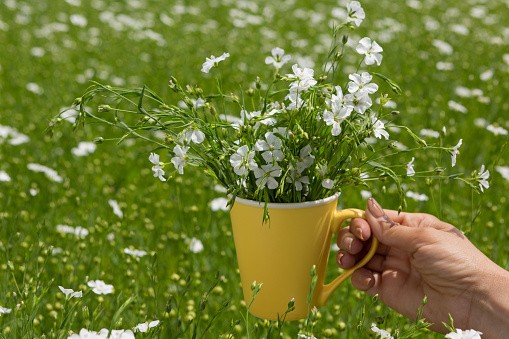 A woman's hand holds a yellow cup with a bouquet of flax flowers, against the background of green flax plants, copy space