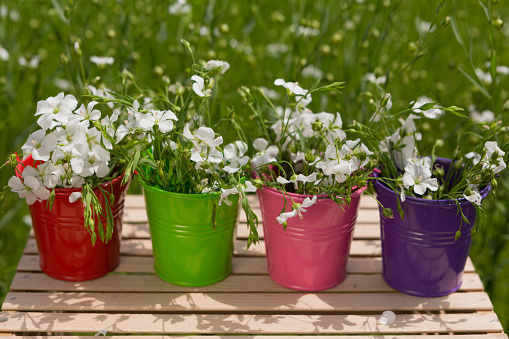 four small buckets of different colors, full of green flax plants with flowers, stand on a wooden table