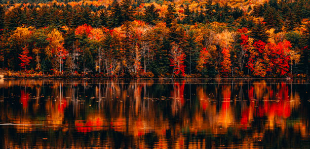 istock Colorful autumn forest reflection on the lake 1455460941