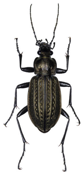 istock Carabus granulatus beetle specimen 1455460958