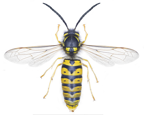 Paper wasp species Vespula germanica, trivial name: German wasp.