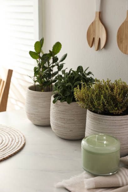 istock Different aromatic potted herbs on countertop in kitchen 1455461024