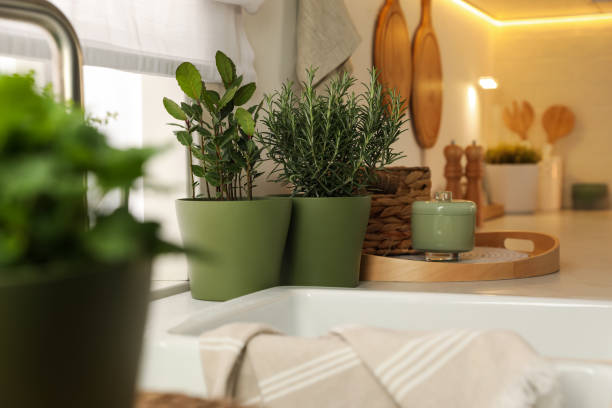 istock Different aromatic potted herbs on countertop in kitchen 1455461596