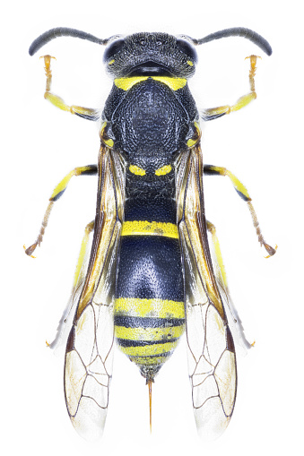 Potter or mason wasp species Ancistrocerus trifasciatus.