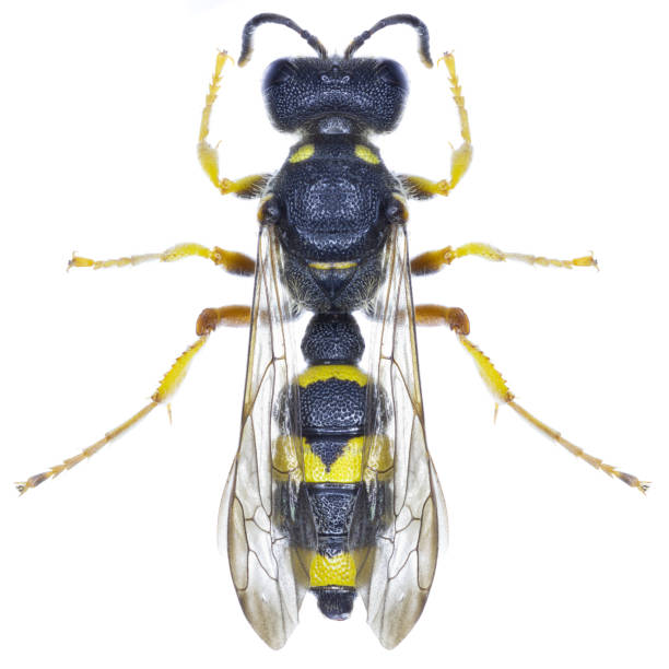 istock Cerceris rybyensis wasp specimen 1455461766
