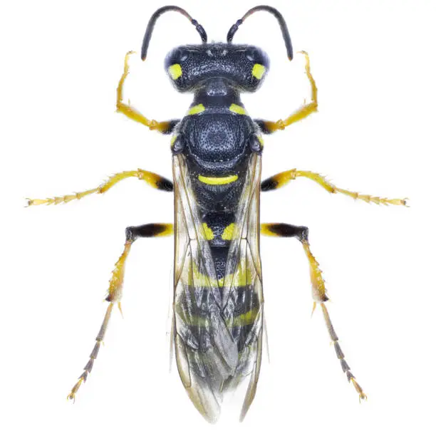Ornate tailed digger wasp species Cerceris arenaria.