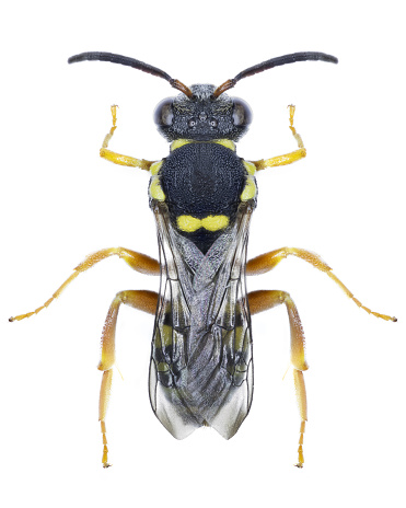 Nomad bee species Nomada rufipes, trivial name: Black-horned Nomad Bee.