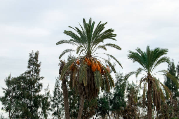 istock Palm tree in the countryside without pruning 1455461801