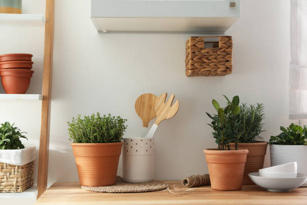 istock Different aromatic potted herbs on wooden table indoors 1455461887