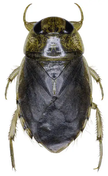 Bug species Ilyocoris cimicoides, trivial name: waterbug or the saucer bug.