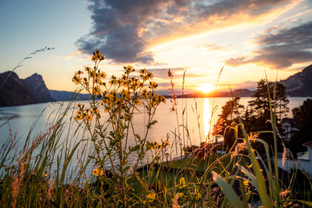 istock Flowers in front of a lake 1455462137