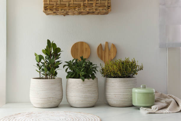 istock Different aromatic potted herbs on countertop in kitchen 1455462379