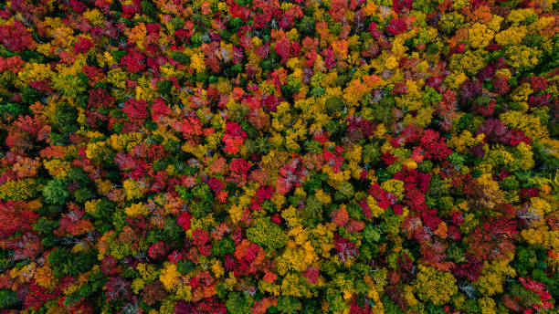 istock Aerial view of a beautiful autumn forest 1455462567