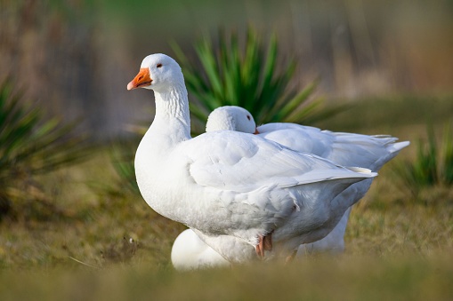 A closeup view of white domestic geese standing on the grass in daylight