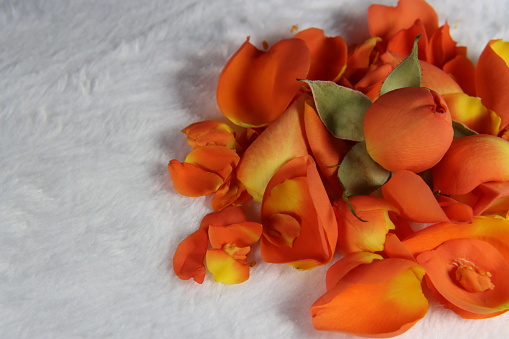 picture shoot for orange mini rose