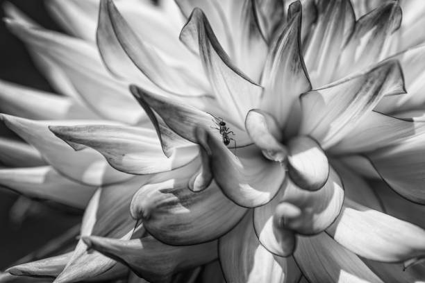 A grayscale shot of an ant on a white flower