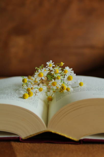 istock Flowers blooming between the pages of a book 1455466331