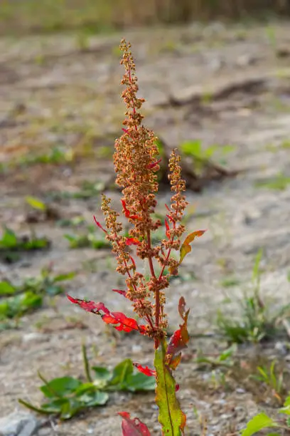 Part of a sorrel bush Rumex confertus growing in the wild with dry seeds on the stem.