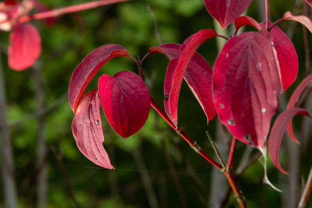 A medium-sized deciduous shrub with arguably the most intensely coloured winter stems of all Cornus.