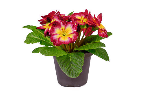 Pink and yellow 'Primula Acaulis' primrose flowers in pot on white background