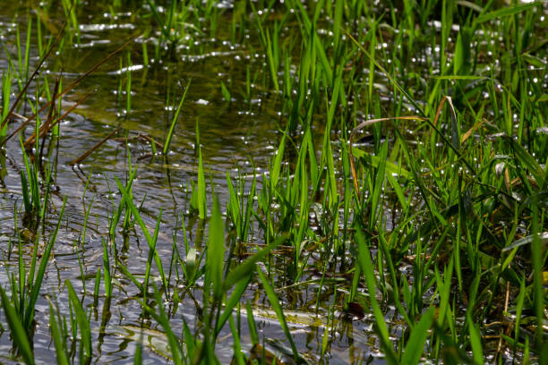 phragmites australis en la orilla del agua. brotes jóvenes de primavera en el agua. - riverbank marsh water pond fotografías e imágenes de stock