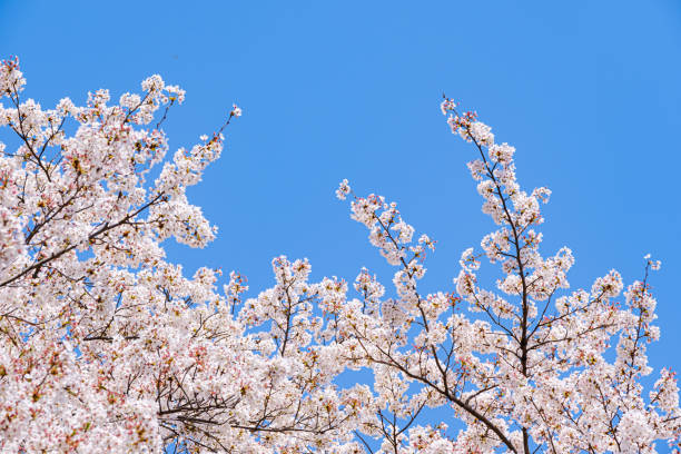istock Beautiful cherry blossom 'sakura' in spring time 1455466596