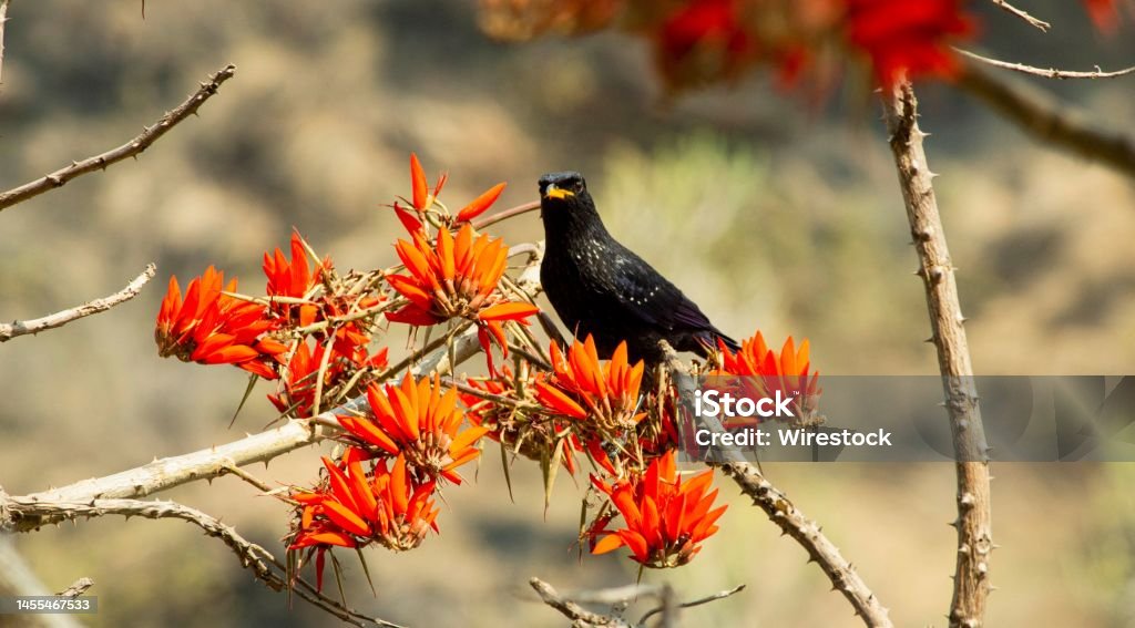 Pájaro Negro Posado En Una Rama Con Flor Naranja Foto de stock y más banco  de imágenes de Ala de animal - Ala de animal, Animal, Belleza - iStock