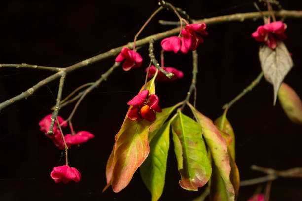 Euonymus europaeus - Spindle shrub also European spindle tree. Shrubs with grey-brown bark, blunt branches, lanceolate and serrate foliage, fruits with purplish-pink to carmine capsule.